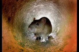 Rodents in Manhattan